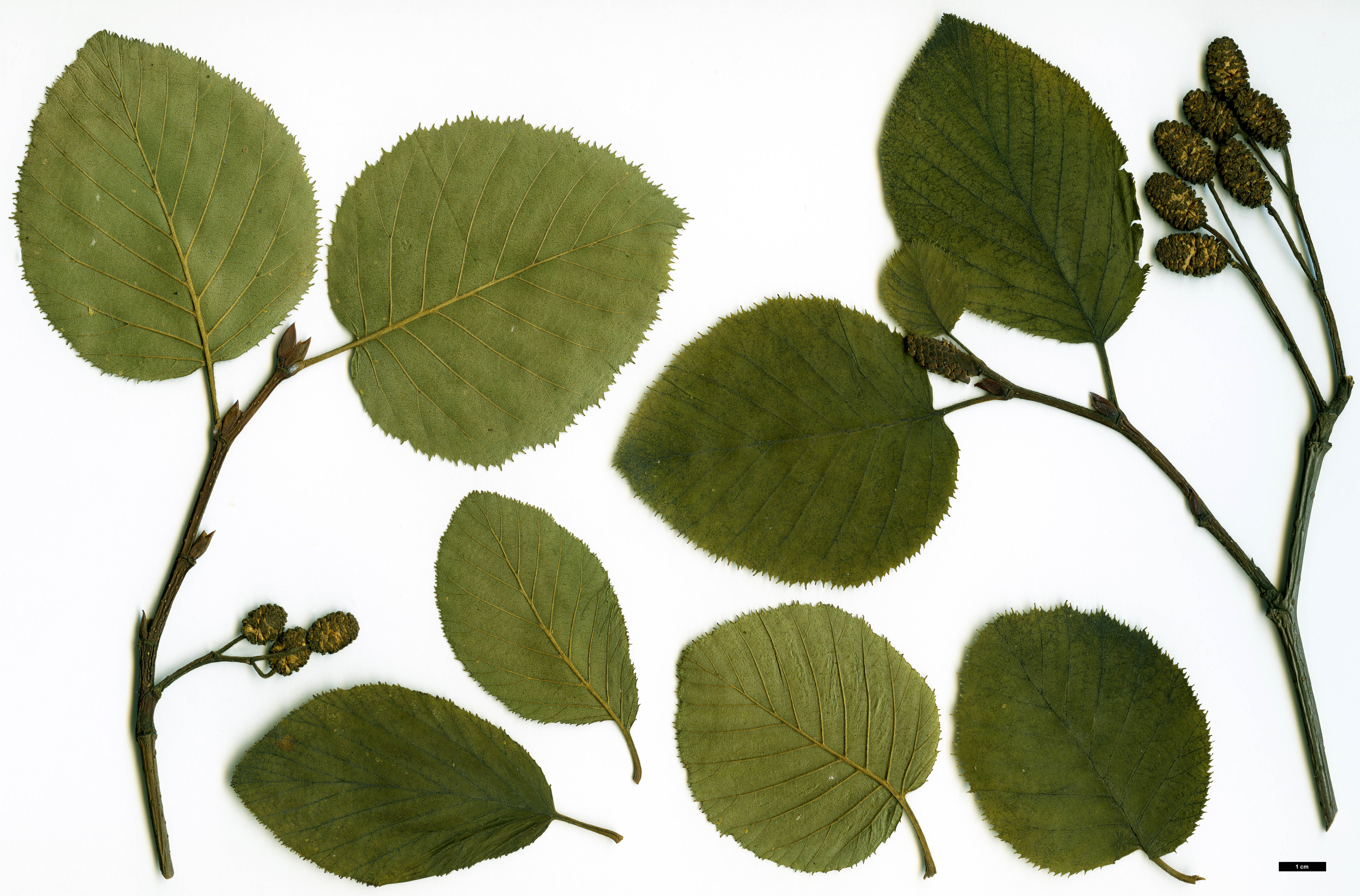 High resolution image: Family: Betulaceae - Genus: Alnus - Taxon: alnobetula - SpeciesSub: subsp. crispa